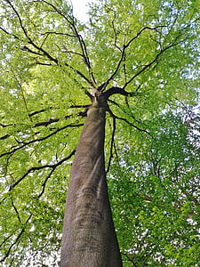 green tree thumbnail
