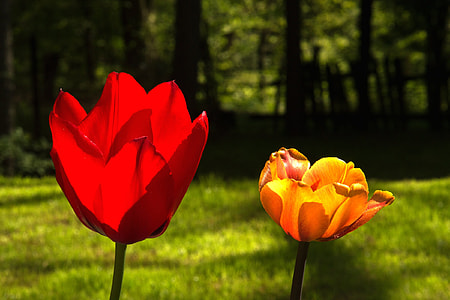 tilt shift photo of two red and yellow flowers thumbnail