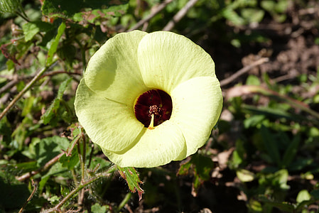 Yellow Flower, Flower Of The Field thumbnail