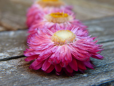 macro shot of pink petal flowers thumbnail
