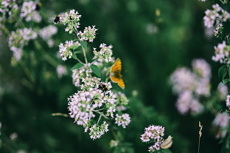 Flowers, fruits and vegetables in the garden thumbnail