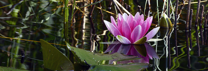 photo of pink lily near water thumbnail
