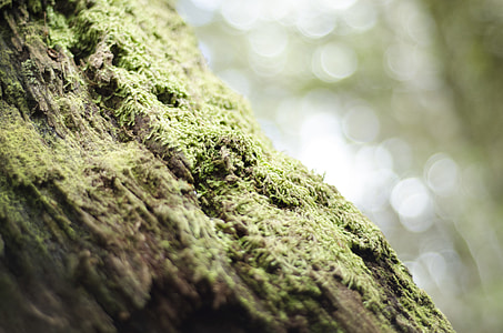 shallow focus photography of green grass thumbnail