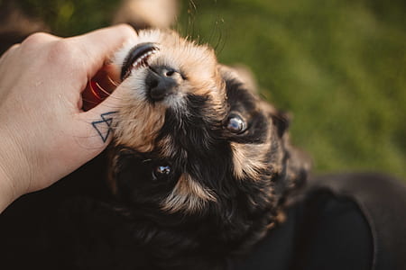 person holding dogs head thumbnail