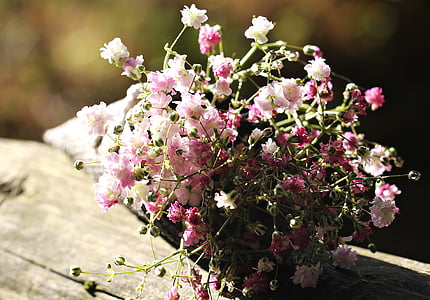 focus photo of white and pink flowers thumbnail