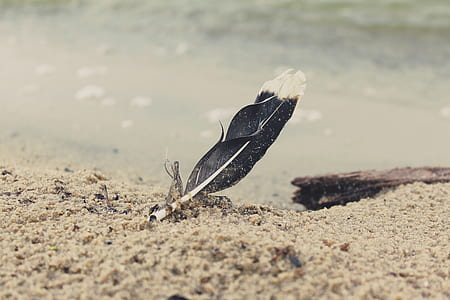 selective focus photography of black feather on sand thumbnail