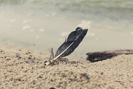 black feather on brown sand thumbnail