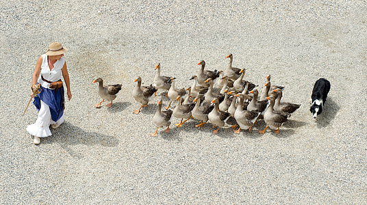 Woman with group of geese following her thumbnail