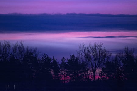 Silhouette of Trees thumbnail