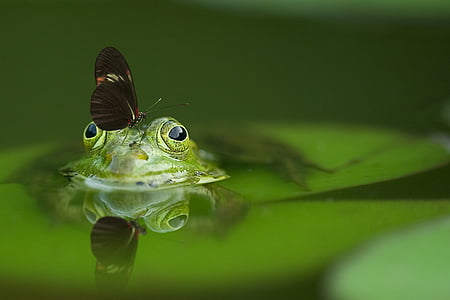 black butterfly on top frog's head photo thumbnail