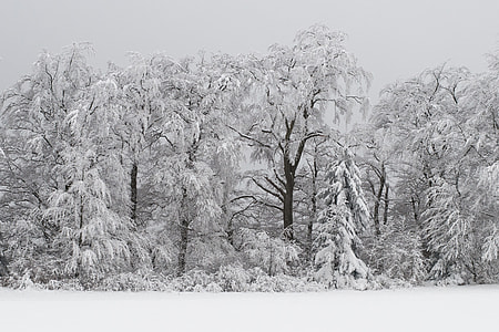 trees on snowfield thumbnail