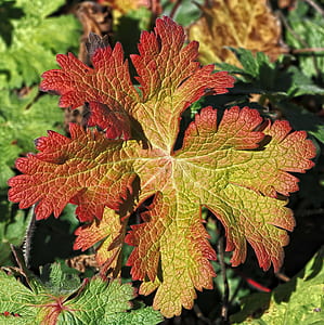 close-up photo of red and green leaves thumbnail
