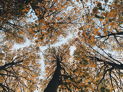 worms eye view photography of brown and green tees thumbnail