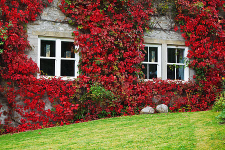 red creeping flowers on wall thumbnail