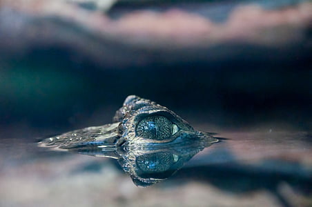 focus photography of aligator peeping on the water thumbnail