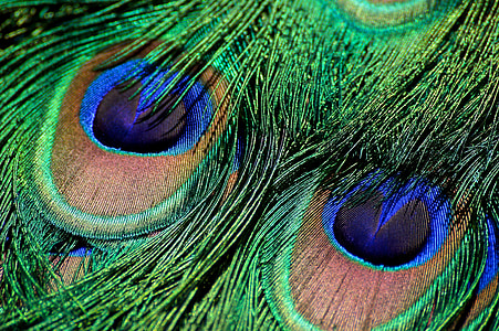 closeup photo of green, blue, and brown peacock feather thumbnail