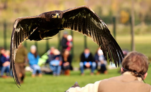 selective focus photography of black eagle flying towards person thumbnail
