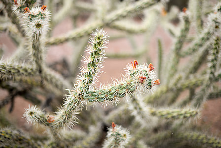shallow focus photography of green cactus thumbnail