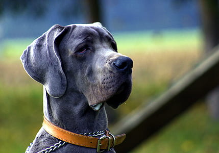 selective focus photography of adult blue great dane thumbnail