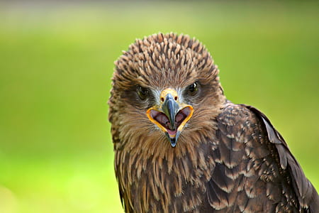 focus photography of brown hawk thumbnail
