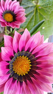 nature, flowers, petals, blur thumbnail