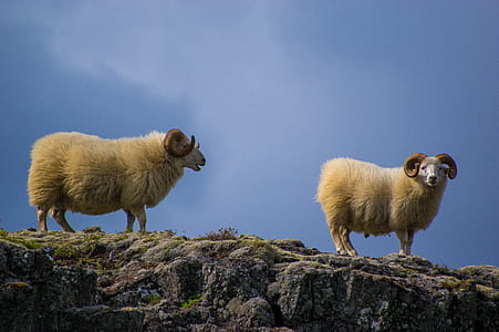 two white ram standing on rocks thumbnail