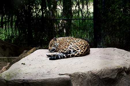leopard on rock thumbnail
