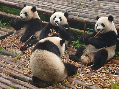 pandas thumbnail
