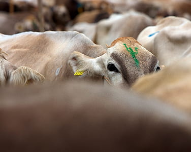 herd of brown cow thumbnail