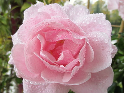 pink rose with dewdrops closeup photography thumbnail