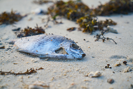 gray fish thumbnail