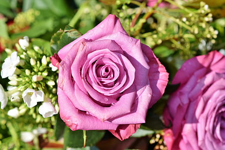pink rose flower thumbnail