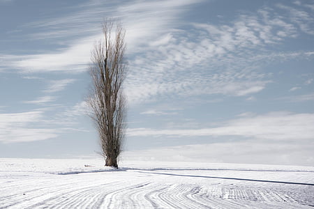 bare tree on snow field thumbnail