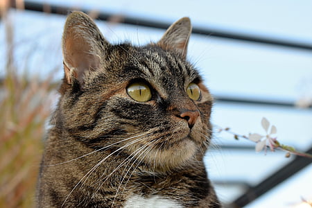 brown tabby cat next to white petaled flower thumbnail