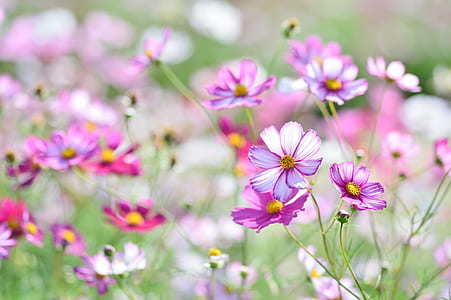 purple Cosmea roses thumbnail