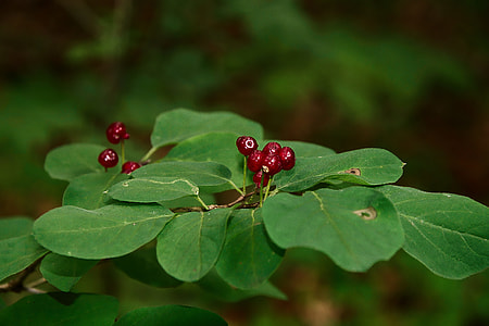 red cherries thumbnail