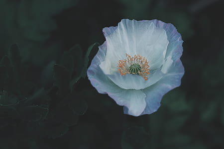 white petaled flower on bloom thumbnail