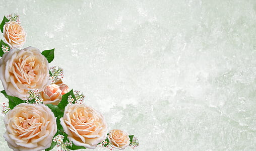peach-colored roses wallpaper thumbnail