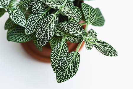 top view photo of green leafed plant in brown pot thumbnail