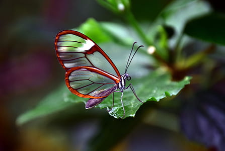 greta oto butterfly perched on green leaf thumbnail