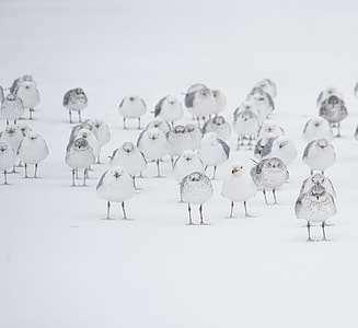 group of birds on snowfield thumbnail