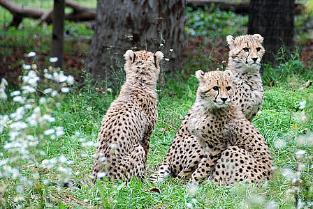 three cheetahs in green covered ground thumbnail