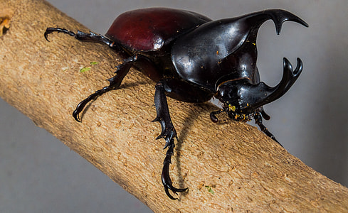 Tropical Beetles, Rhinoceros Beetle thumbnail