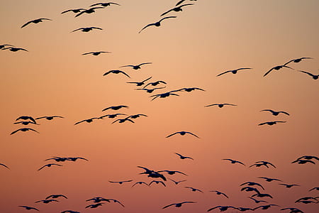 flocks of bird under golden hour thumbnail