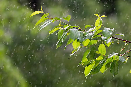 selective focus photography of green leafed plant thumbnail
