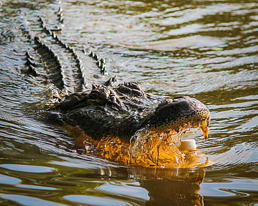 crocodile open mouth in water thumbnail