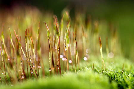 shallow focus photography of green lawn thumbnail