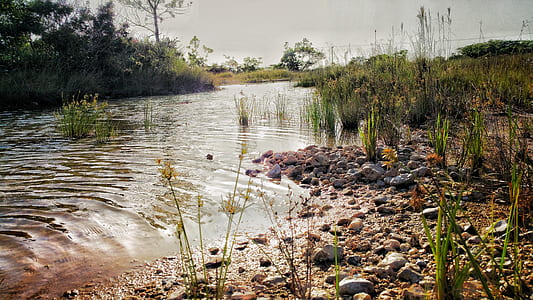 green leafed plants near body of water thumbnail