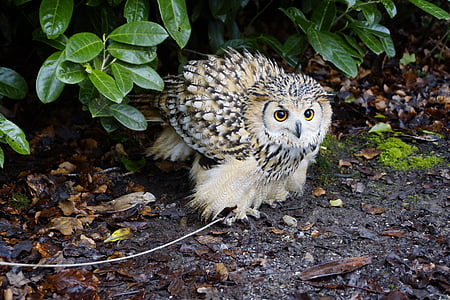 white and black owl surrounded by leaves thumbnail