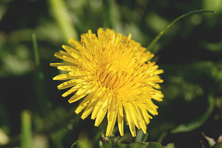 nature, garden, yellow, petals thumbnail